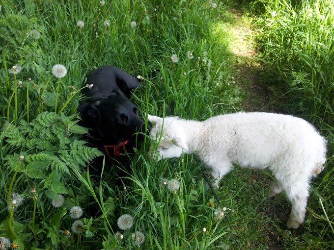 Blanding af racer Bella billede 24