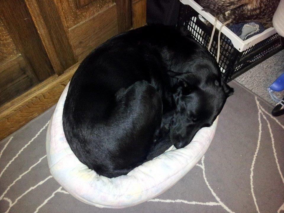 Blanding af racer Bella billede 21