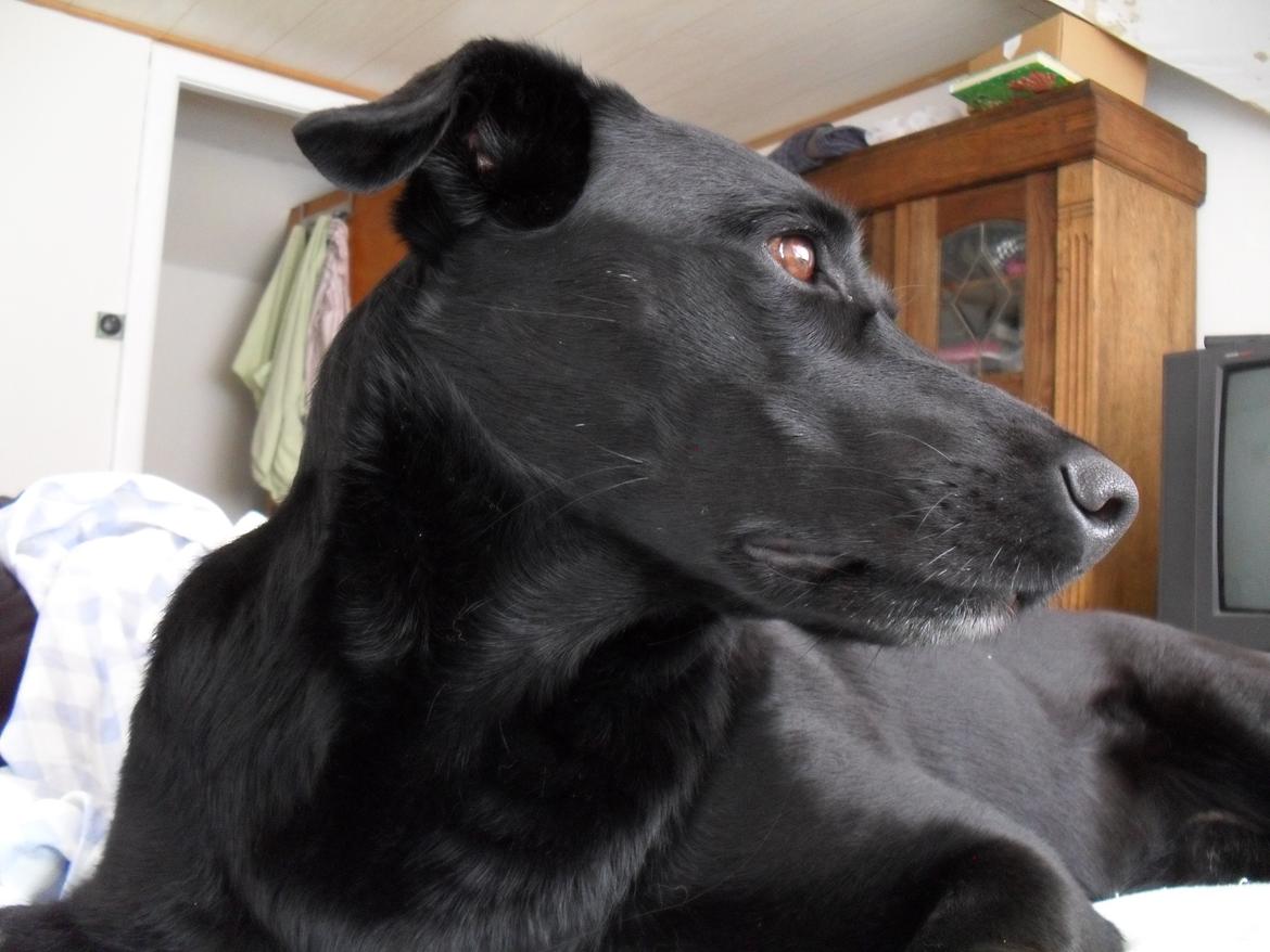 Blanding af racer Bella billede 25