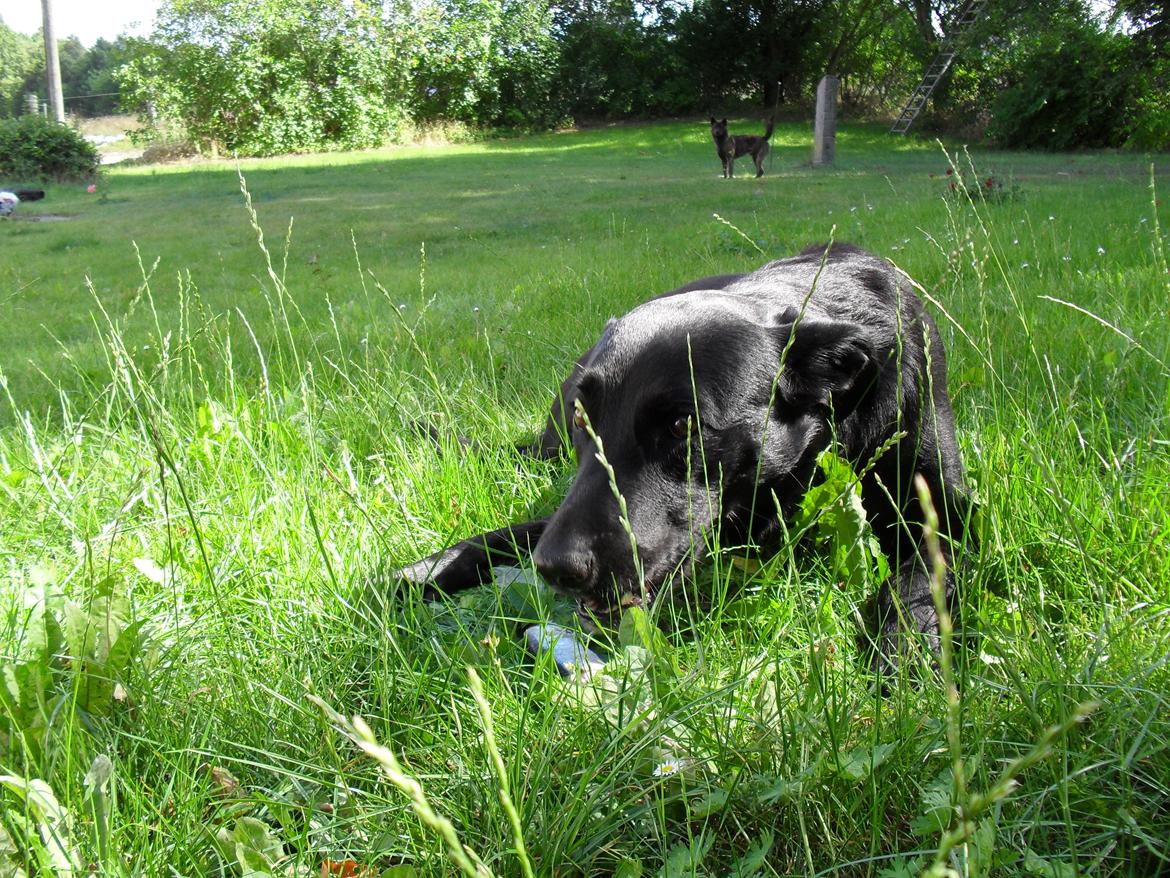 Blanding af racer Bella billede 27