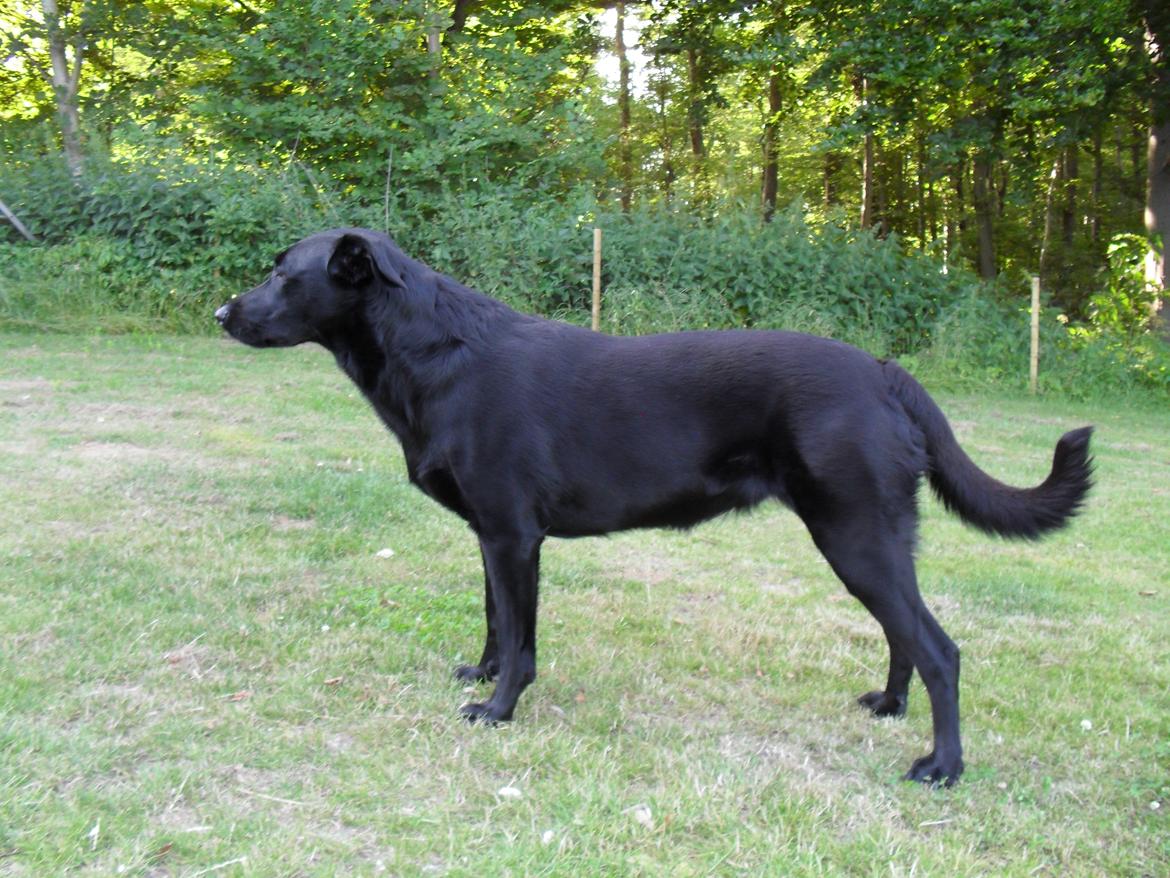 Blanding af racer Bella billede 26