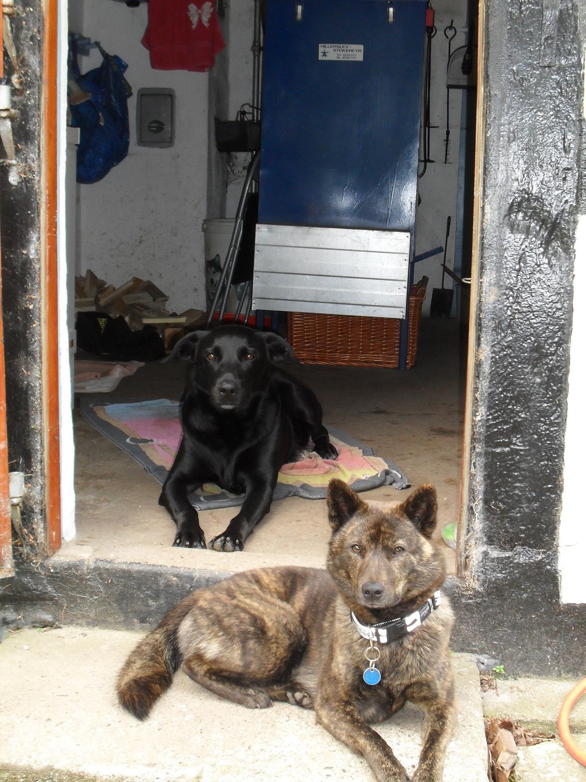 Blanding af racer Bella billede 29