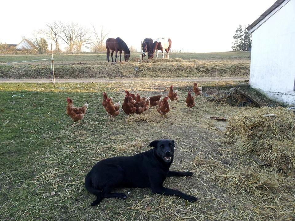 Blanding af racer Bella billede 32