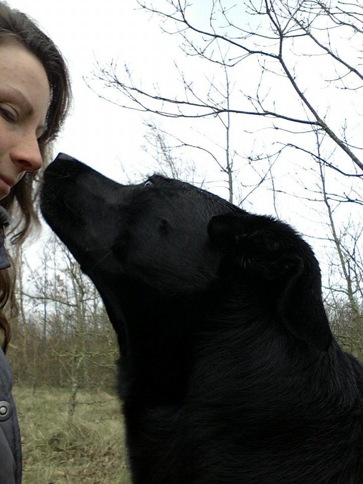 Blanding af racer Bella billede 33