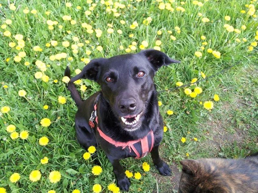 Blanding af racer Bella billede 28