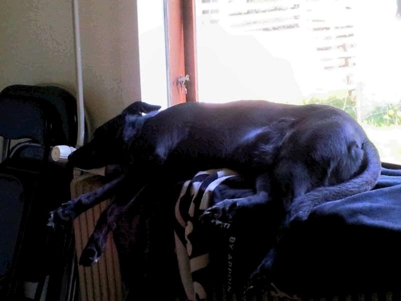 Blanding af racer Bella billede 31