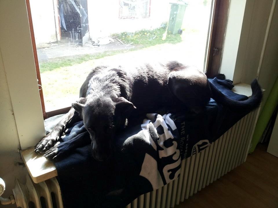 Blanding af racer Bella - En gammel hund kan også lære nye tricks af de unge hunde ;) billede 30