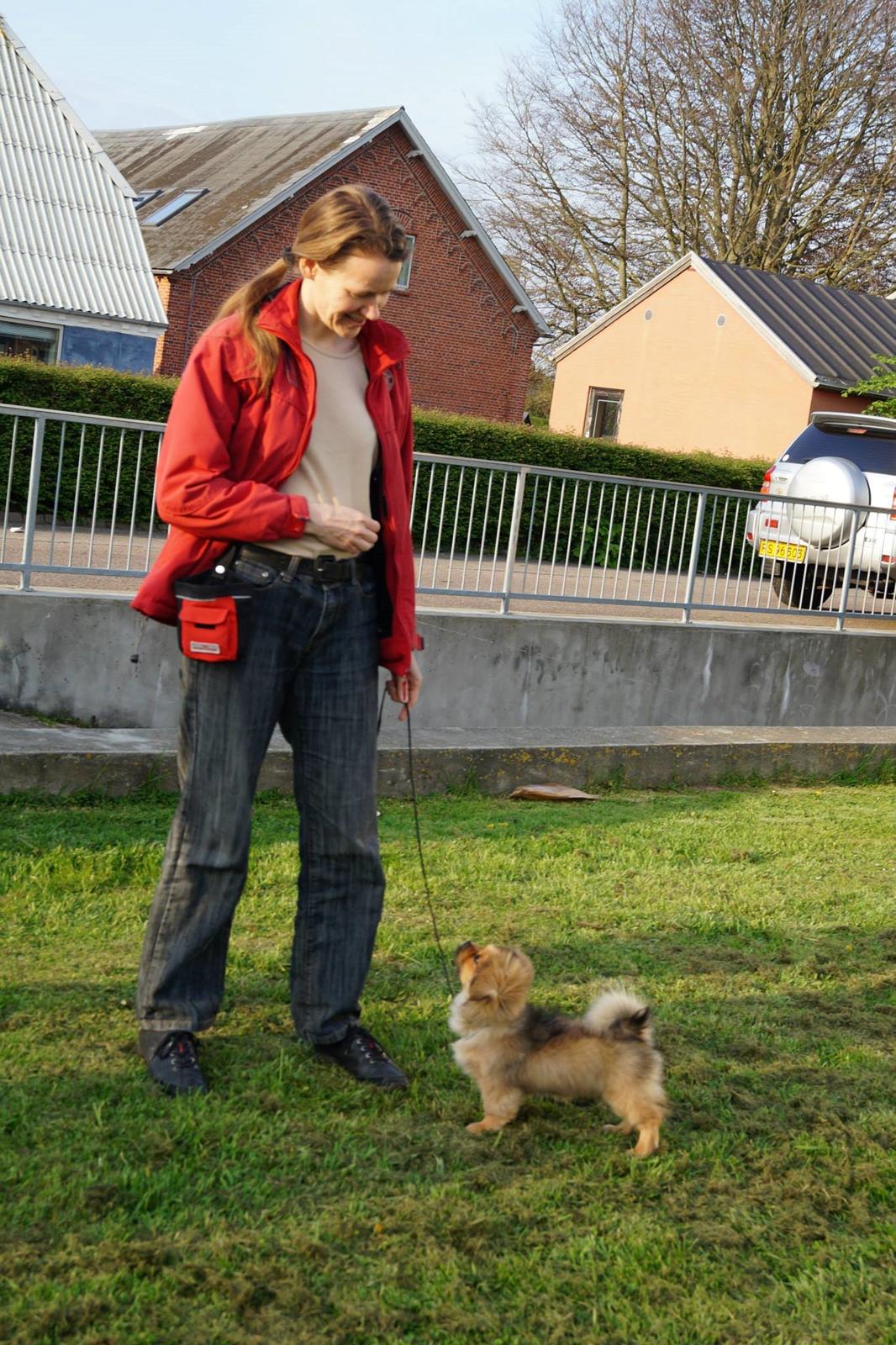 Tibetansk spaniel Lobsa billede 18