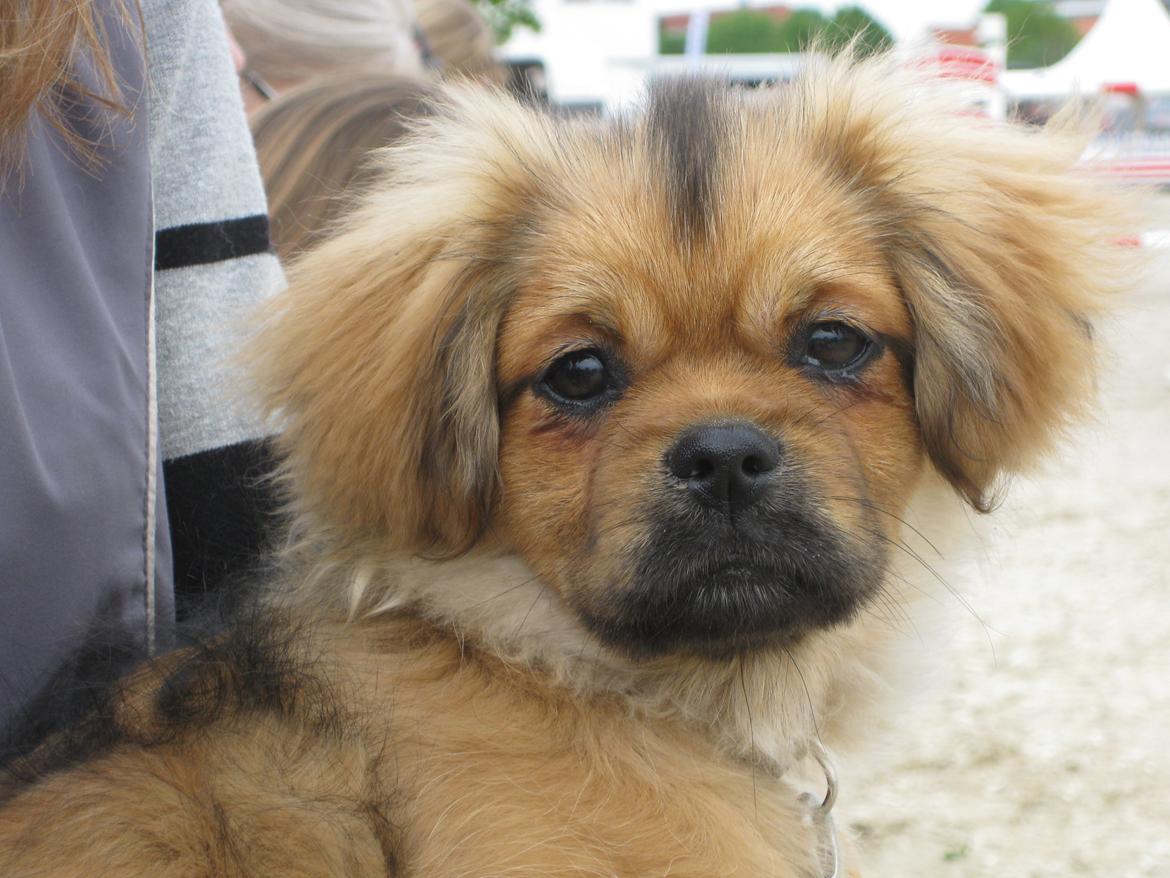 Tibetansk spaniel Lobsa billede 2