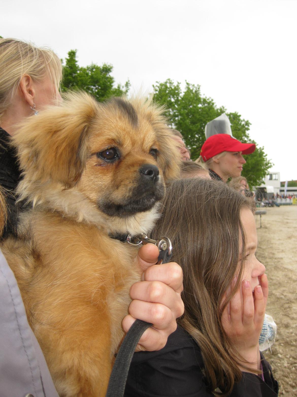 Tibetansk spaniel Lobsa billede 1