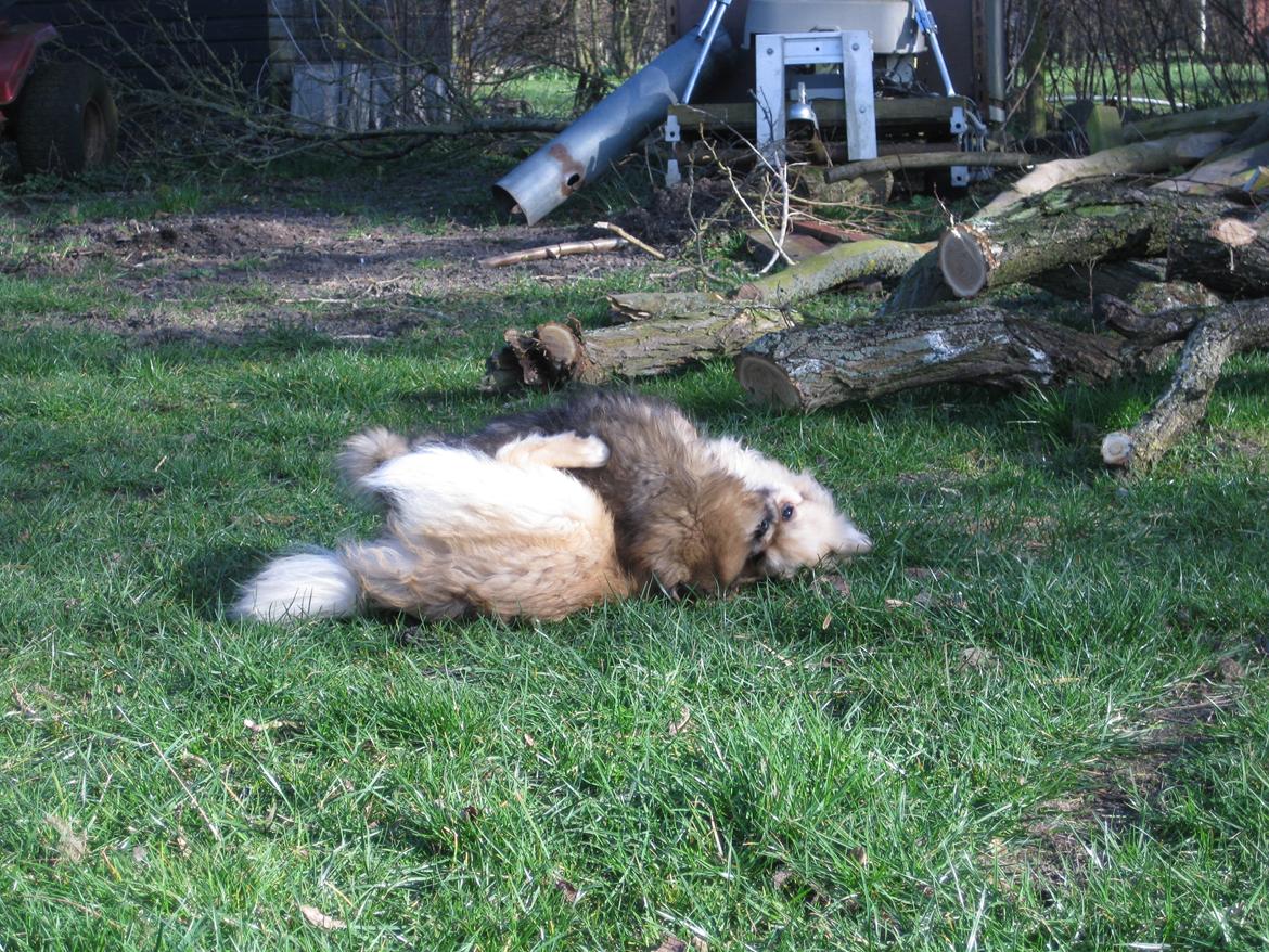 Tibetansk spaniel Lobsa billede 22