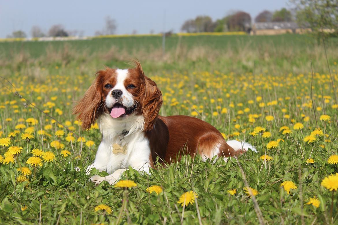 Cavalier king charles spaniel Uffe billede 14