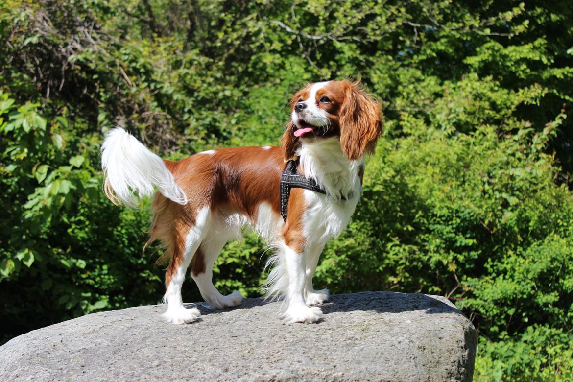 Cavalier king charles spaniel Uffe billede 4