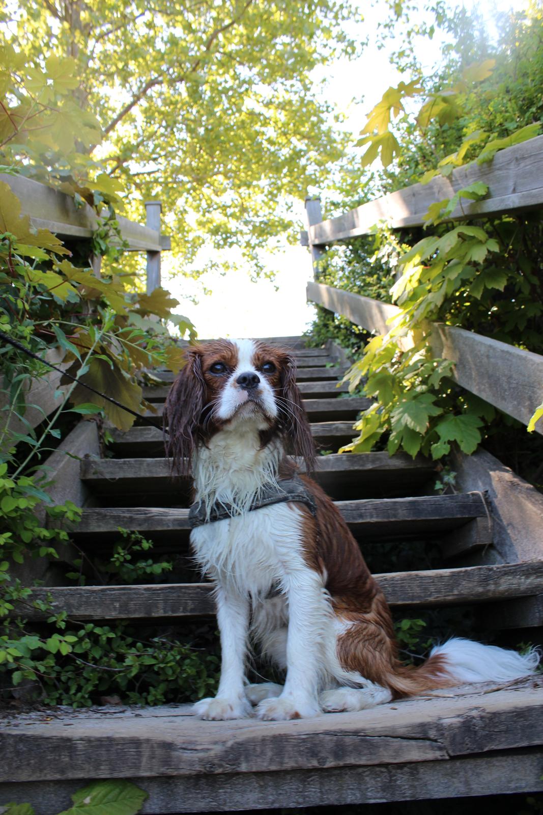 Cavalier king charles spaniel Uffe billede 13