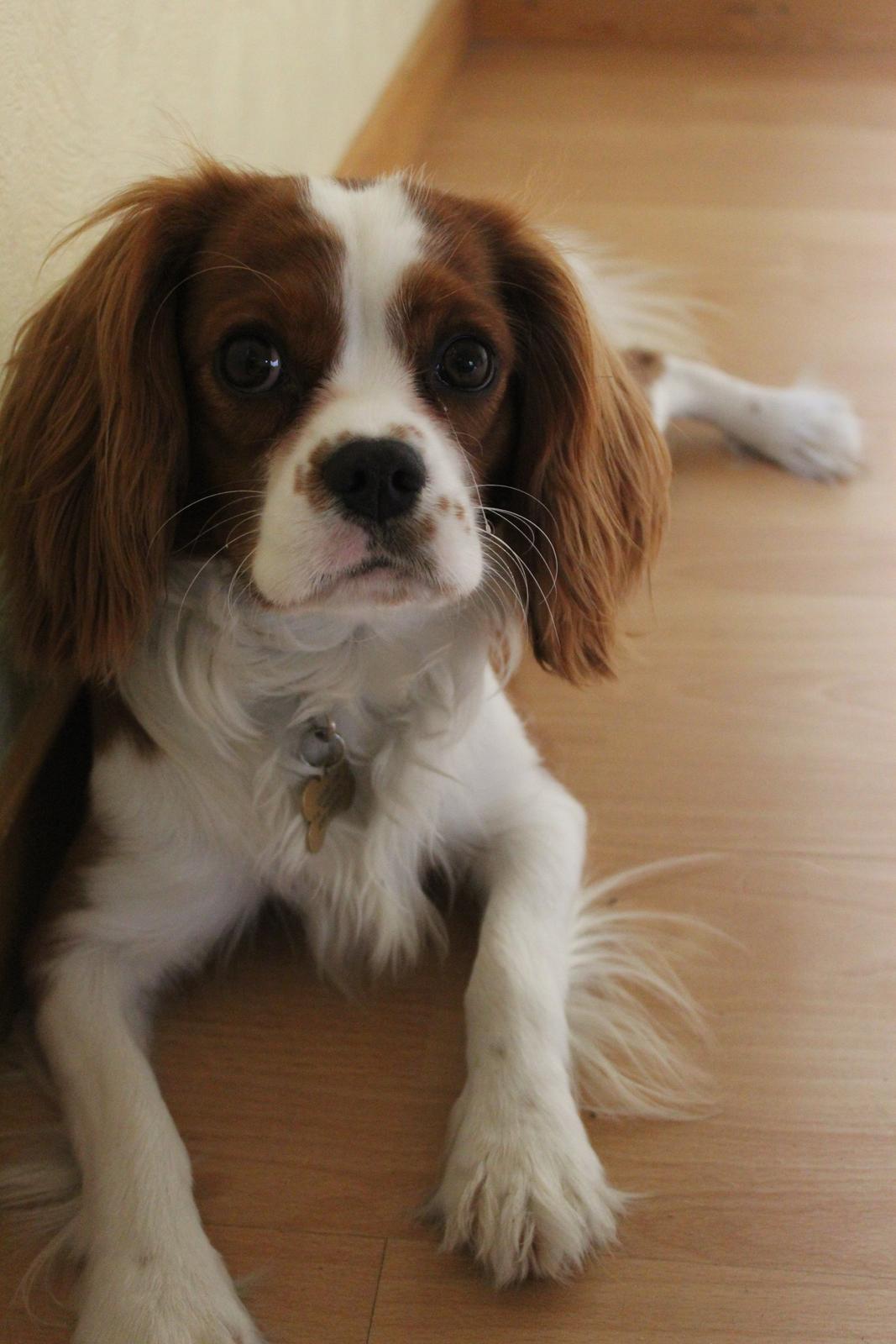 Cavalier king charles spaniel Uffe billede 7