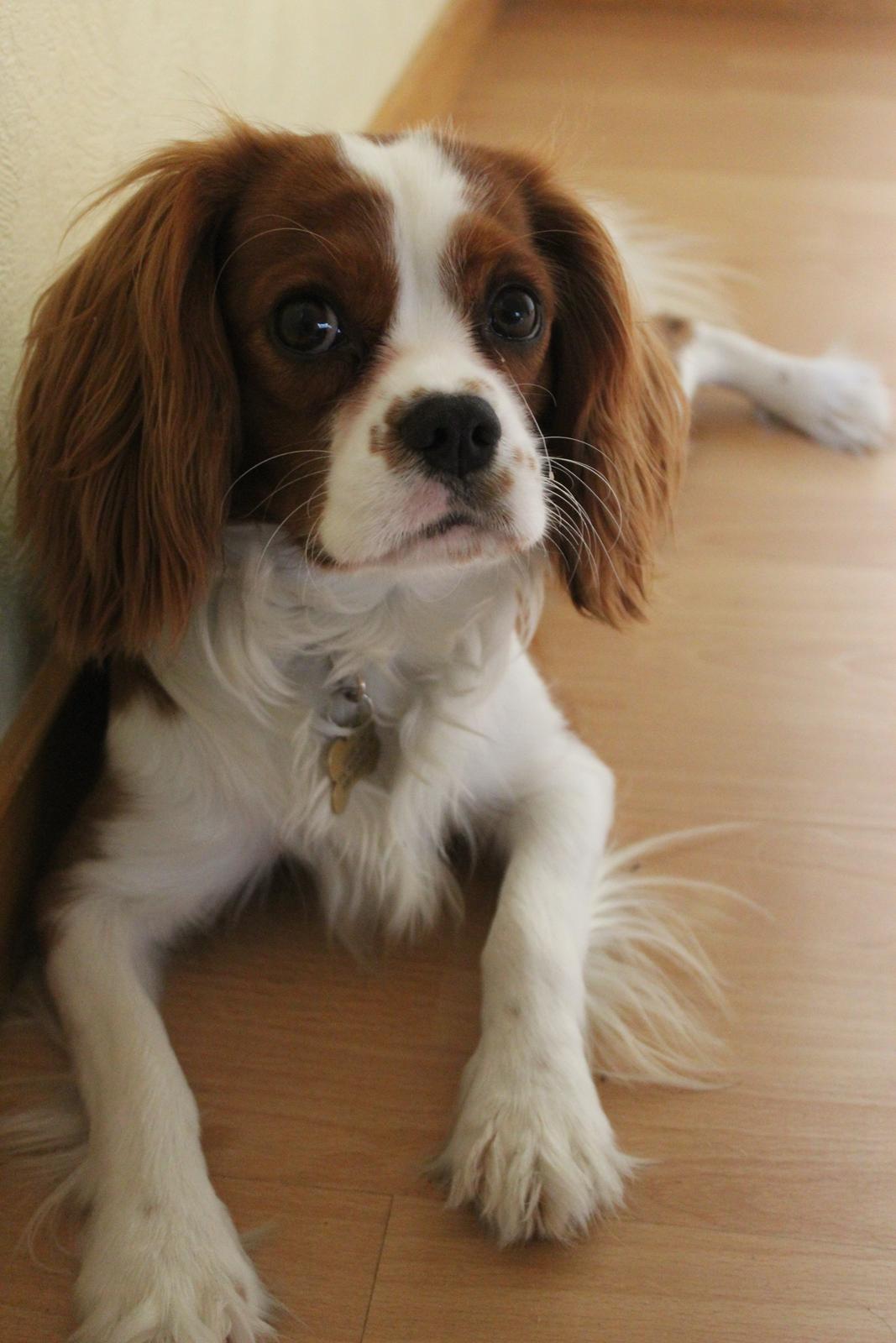 Cavalier king charles spaniel Uffe billede 8