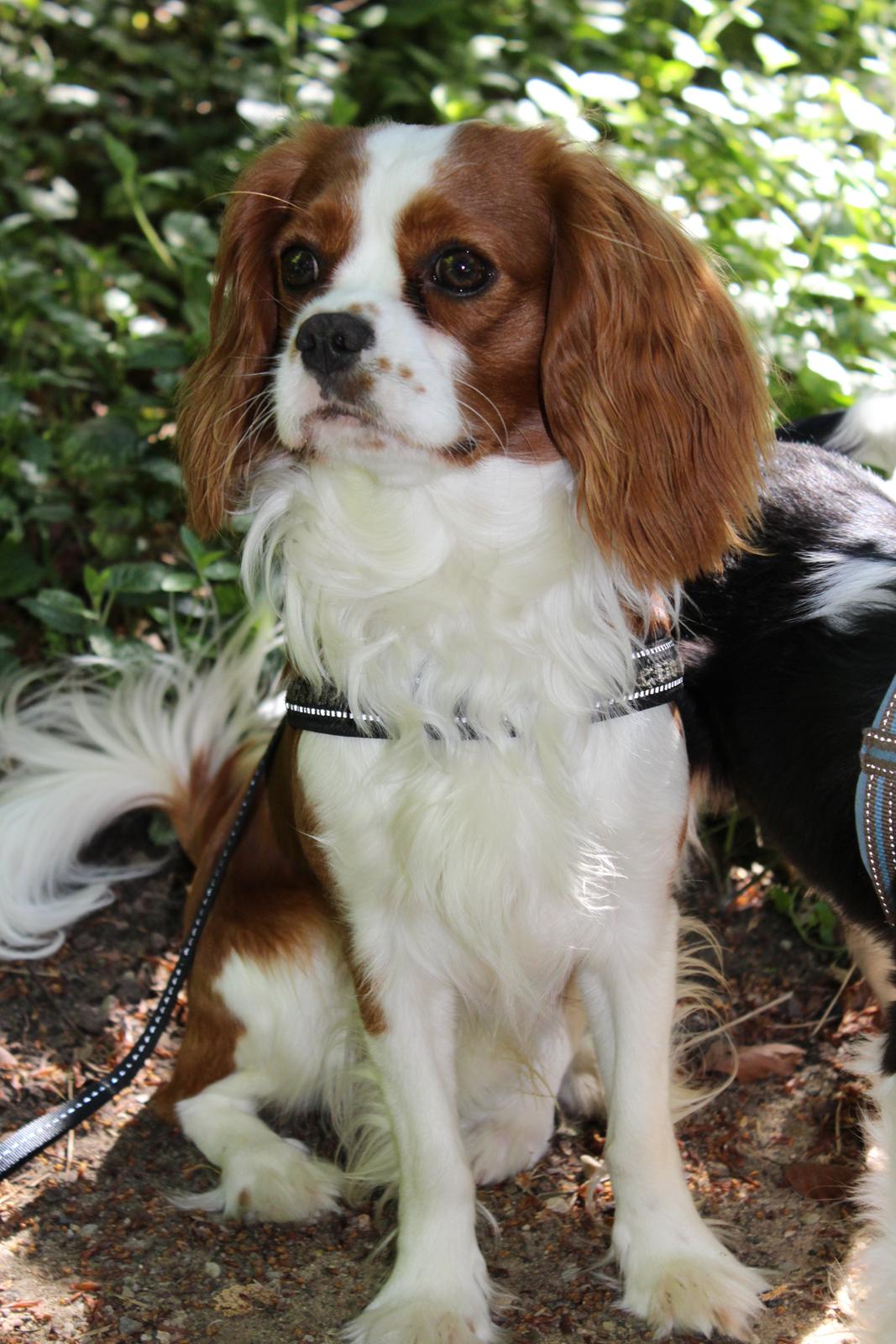 Cavalier king charles spaniel Uffe billede 5