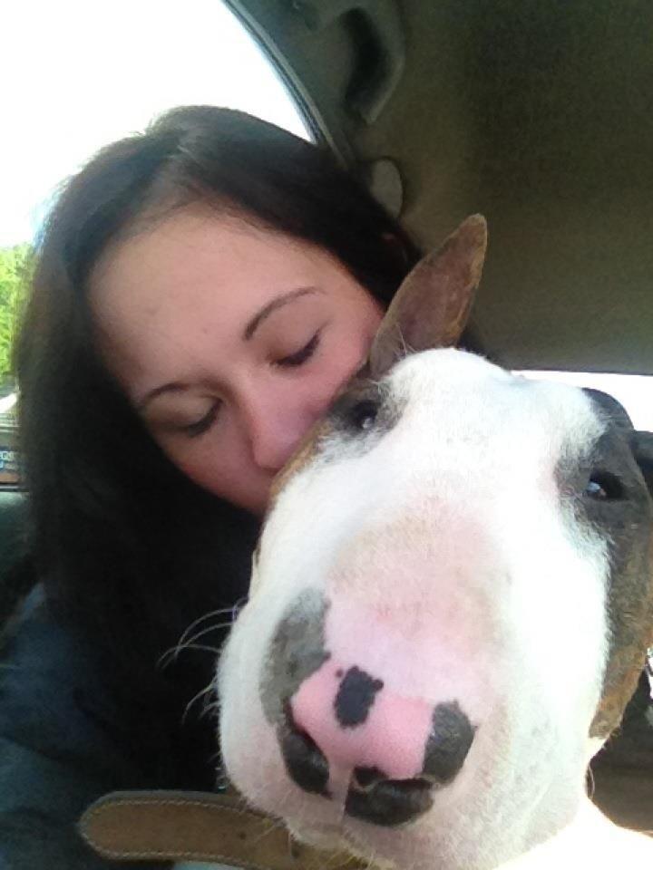 Bullterrier Hector ( steadfast Devilish fire )  billede 1