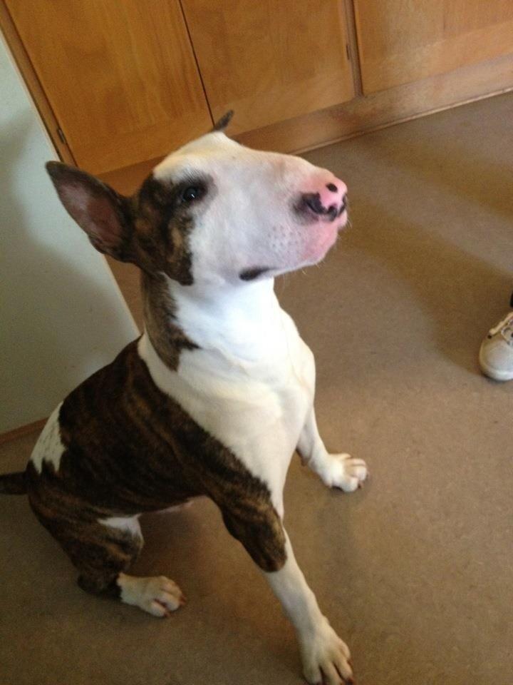 Bullterrier Hector ( steadfast Devilish fire )  billede 2