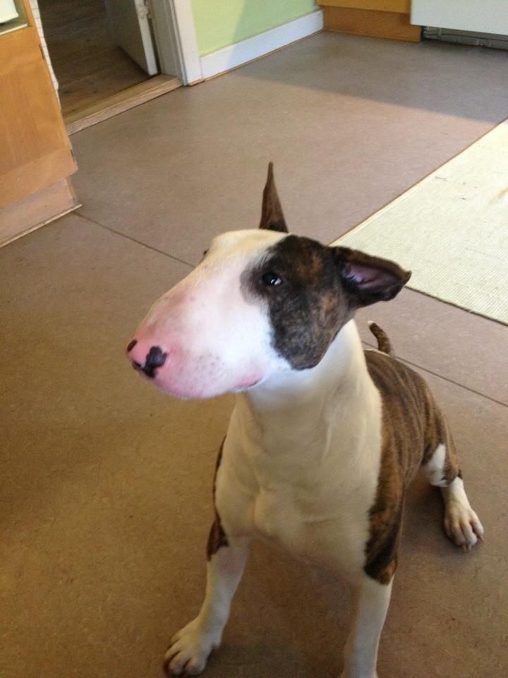 Bullterrier Hector ( steadfast Devilish fire )  billede 3
