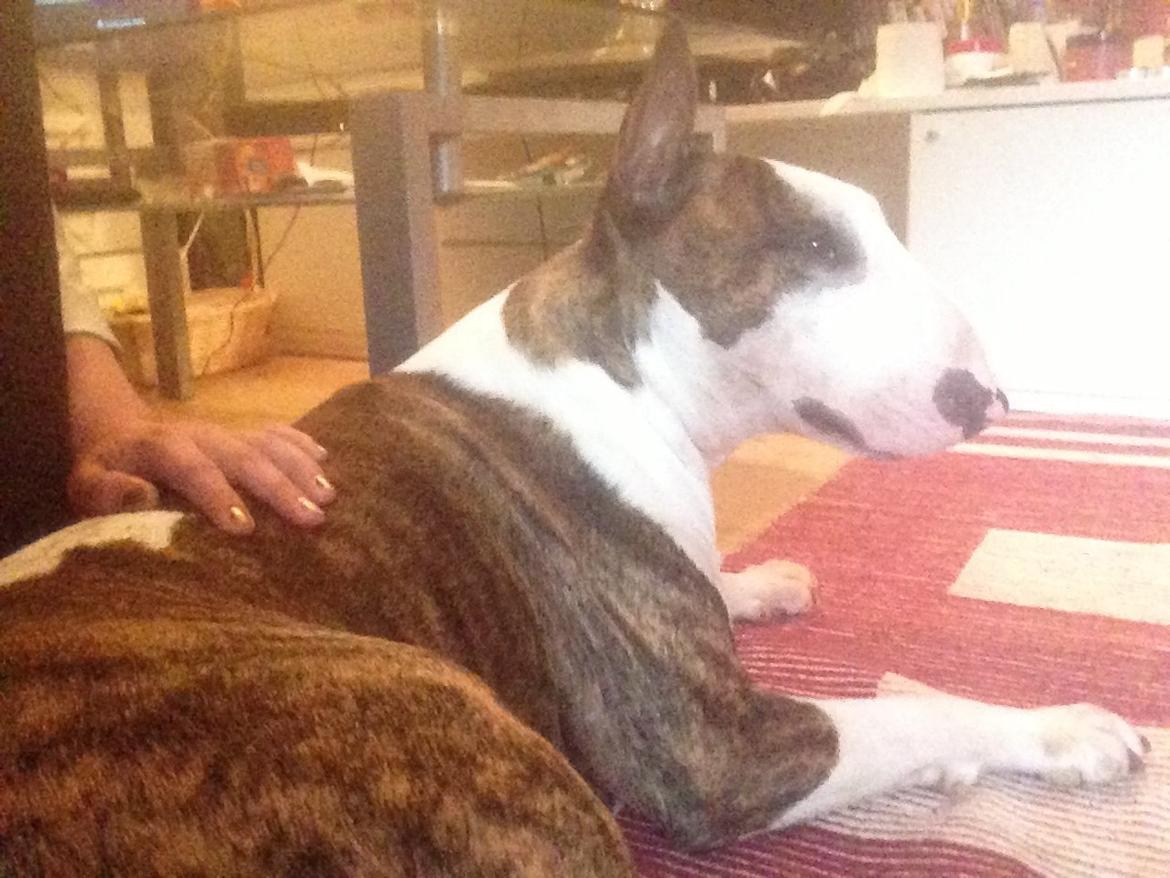 Bullterrier Hector ( steadfast Devilish fire )  billede 4