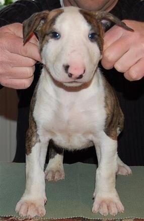 Bullterrier Hector ( steadfast Devilish fire )  billede 5