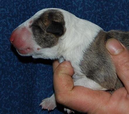 Bullterrier Hector ( steadfast Devilish fire )  billede 6