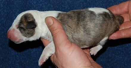 Bullterrier Hector ( steadfast Devilish fire )  billede 7