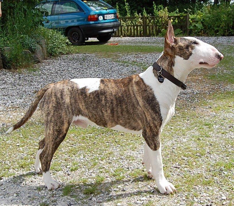 Bullterrier Hector ( steadfast Devilish fire )  billede 8