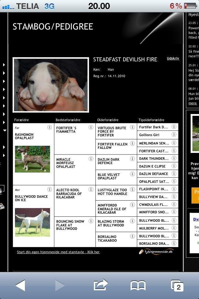 Bullterrier Hector ( steadfast Devilish fire )  billede 9