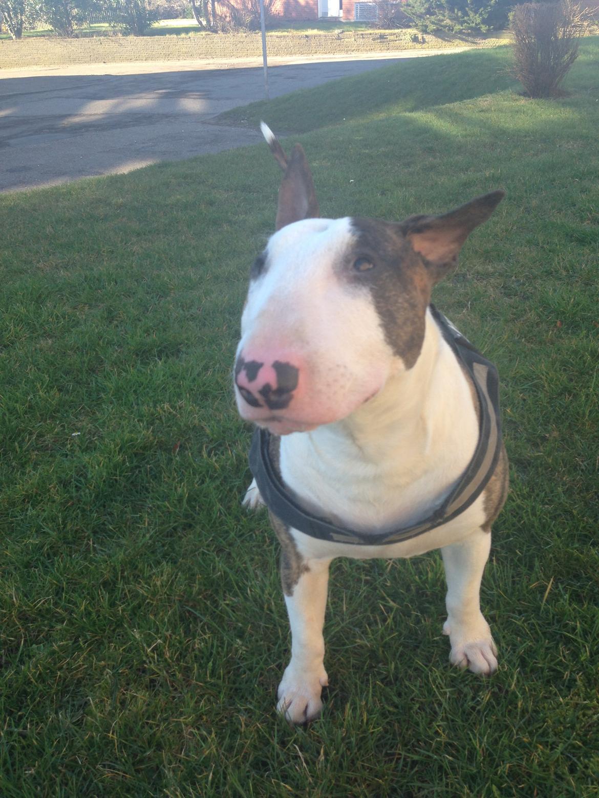 Bullterrier Hector ( steadfast Devilish fire )  billede 11