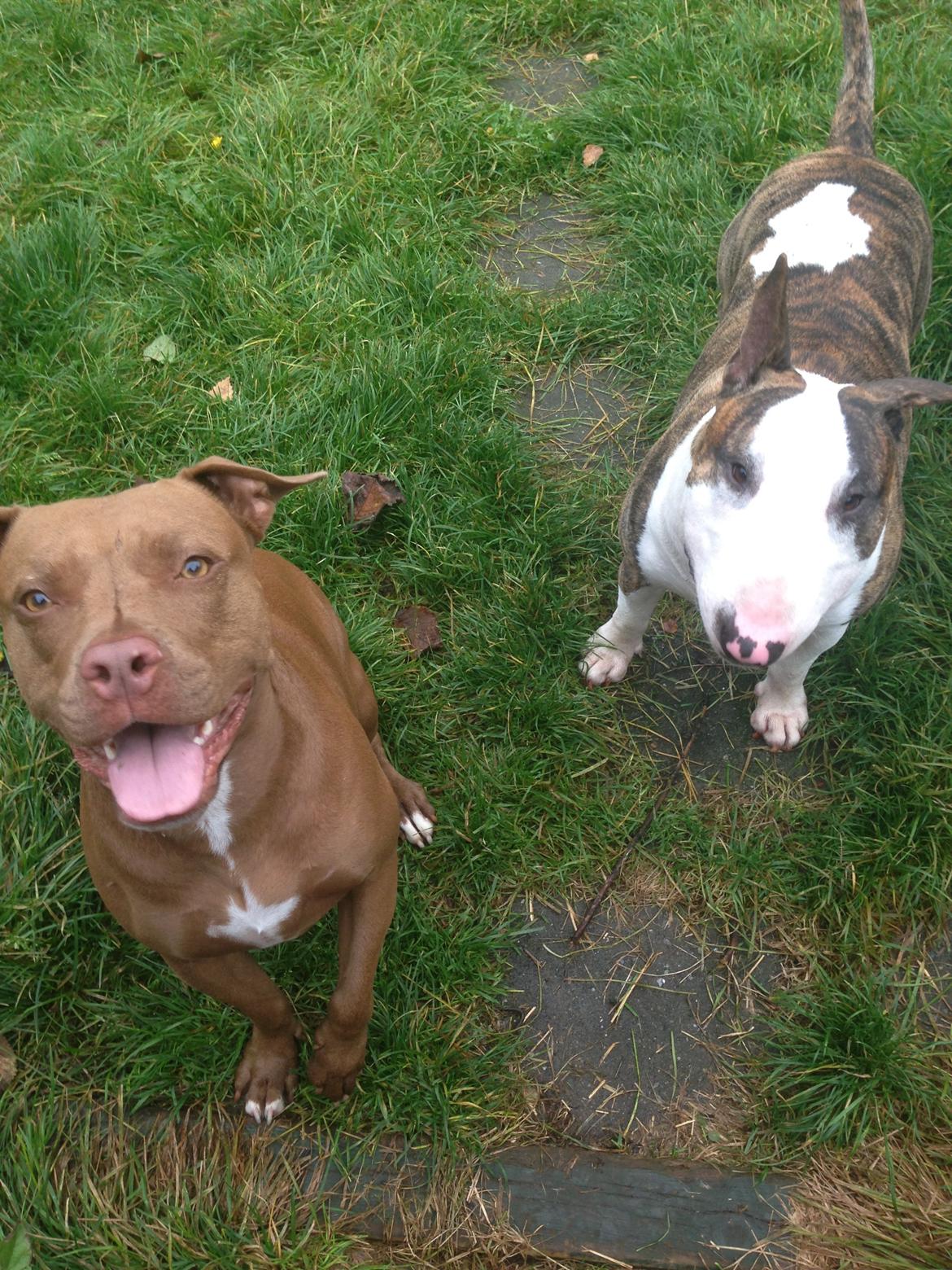 Bullterrier Hector ( steadfast Devilish fire )  billede 12