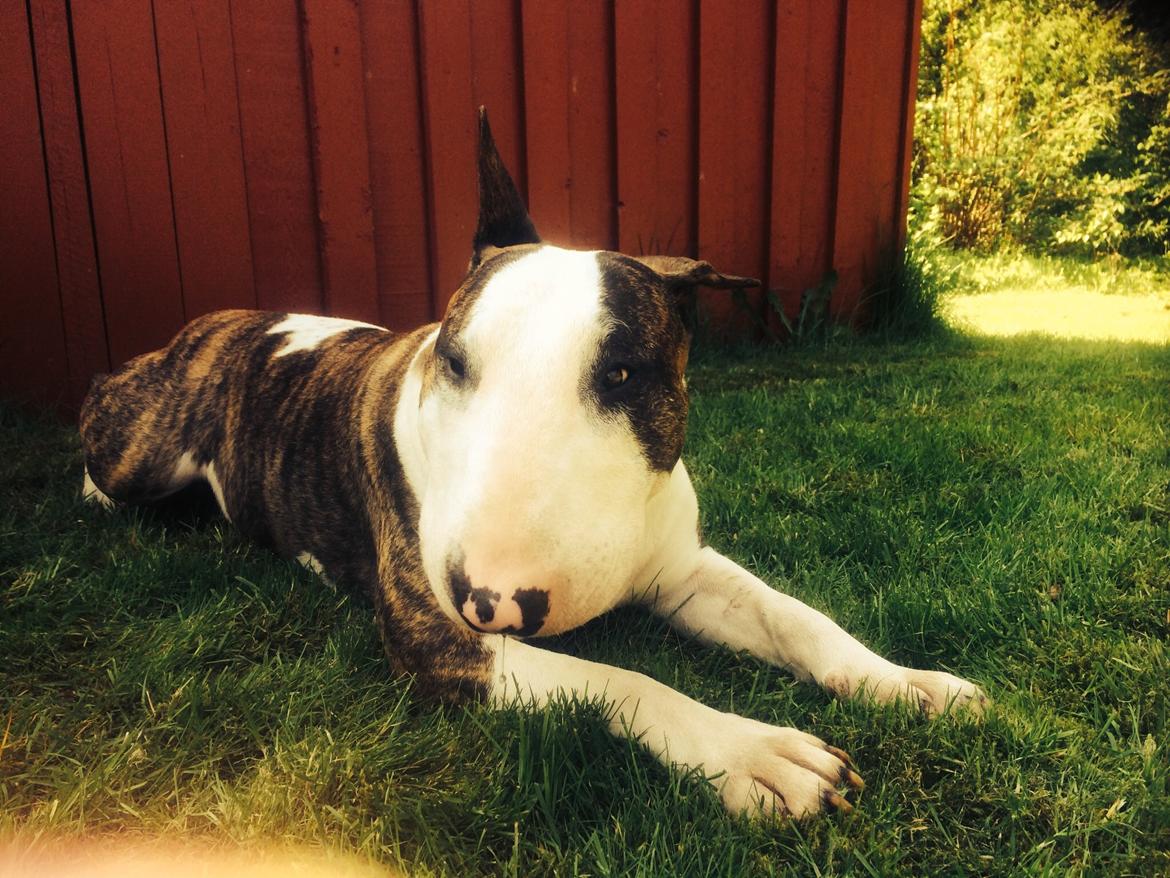 Bullterrier Hector ( steadfast Devilish fire )  billede 13