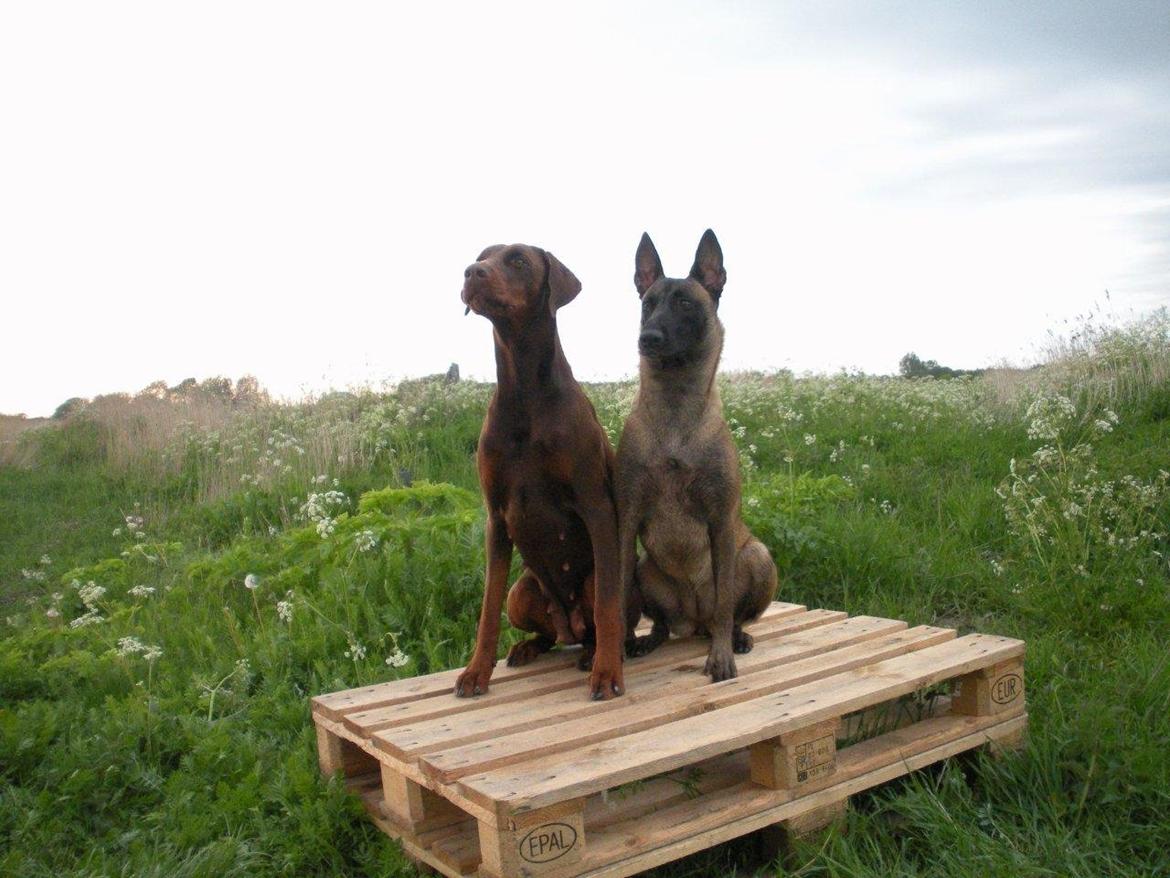 Malinois Independet Spirit's Luxus billede 4