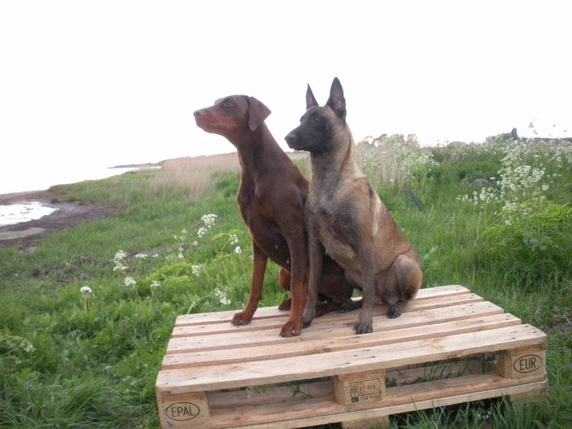 Malinois Independet Spirit's Luxus billede 2