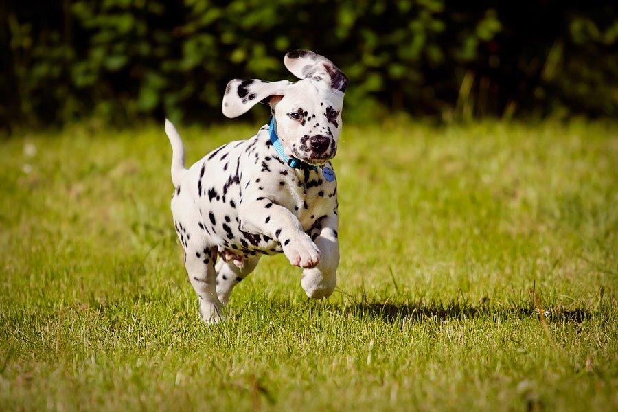 Dalmatiner Hugin (Spotdog's Everything Elegant) - Hugin 8 uger billede 35