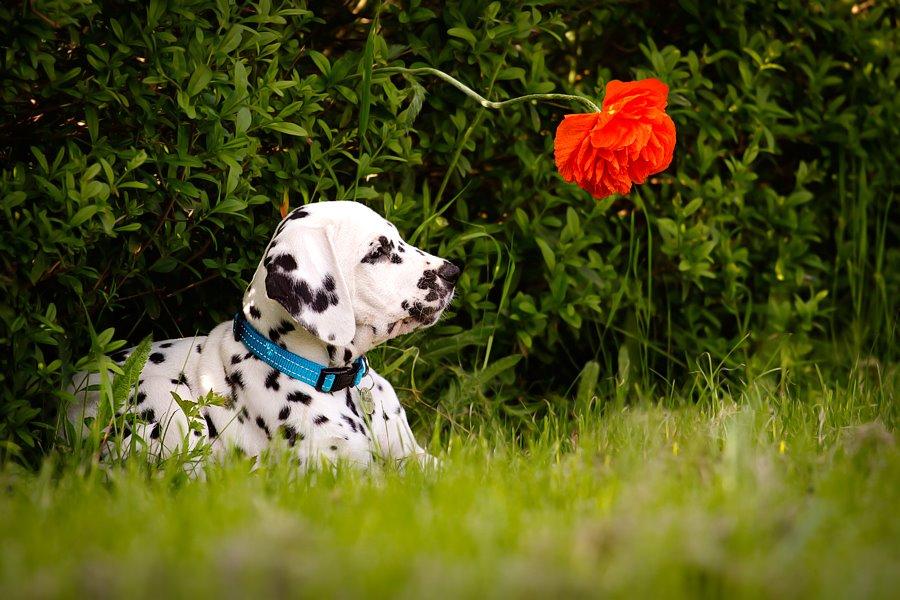 Dalmatiner Hugin (Spotdog's Everything Elegant) - Hugin 8 uger billede 41