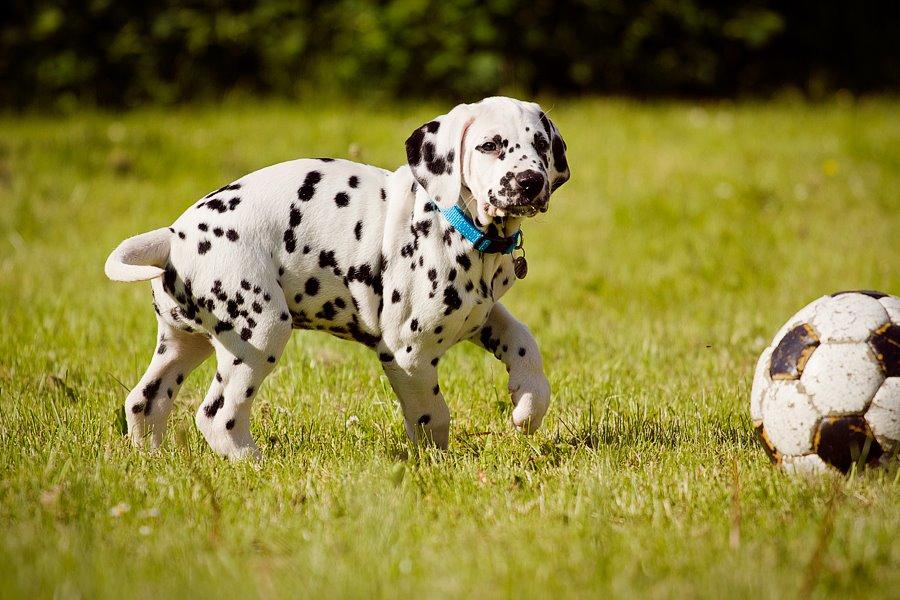 Dalmatiner Hugin (Spotdog's Everything Elegant) - Hugin 8 uger billede 37