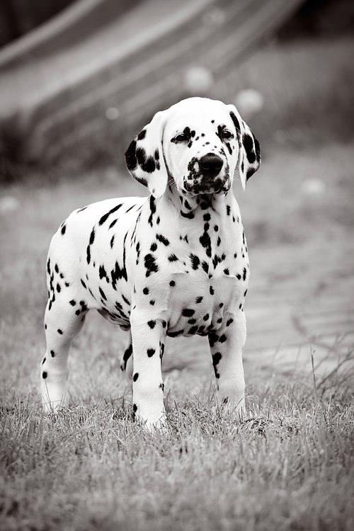 Dalmatiner Hugin (Spotdog's Everything Elegant) - Hugin 8 uger billede 30