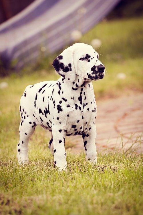 Dalmatiner Hugin (Spotdog's Everything Elegant) - Hugin 8 uger billede 29