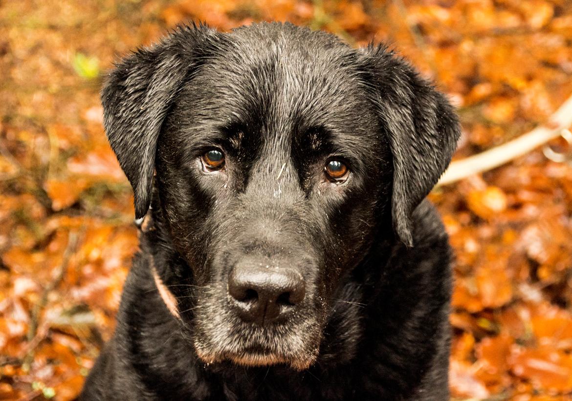 Labrador retriever Soya (Moselund's Sulbæk) billede 1