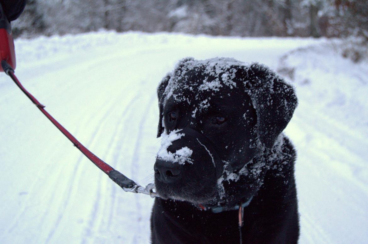 Labrador retriever Soya (Moselund's Sulbæk) billede 3