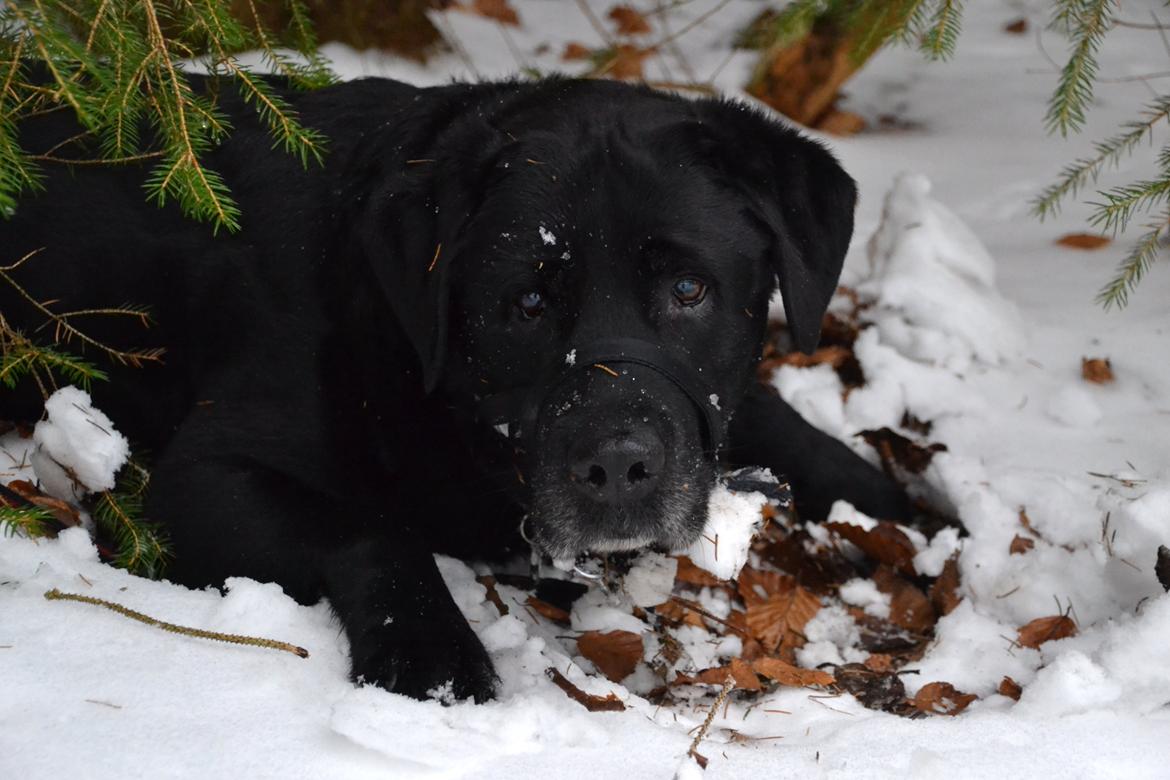 Labrador retriever Soya (Moselund's Sulbæk) billede 2