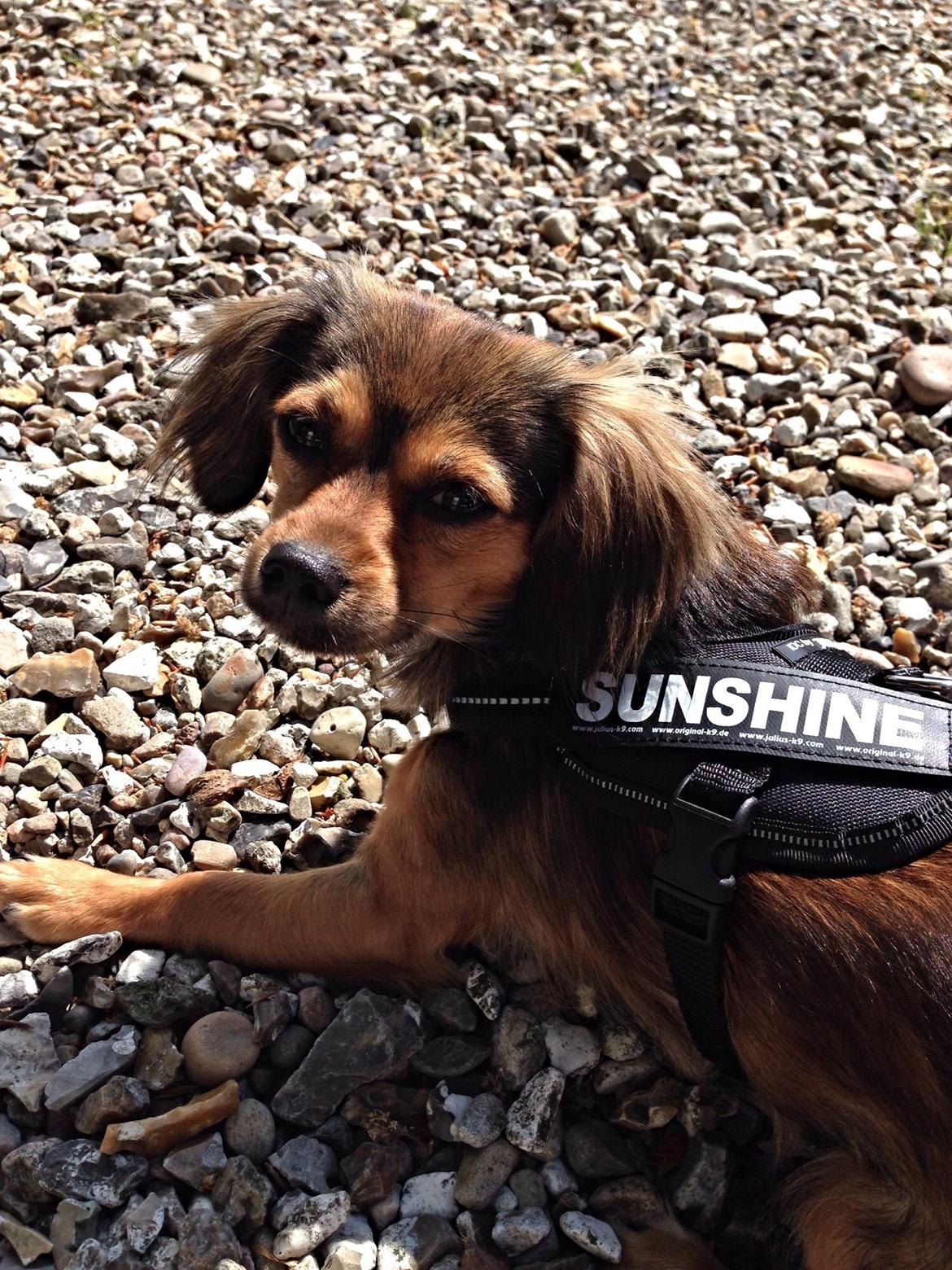 Blanding af racer Luna billede 20