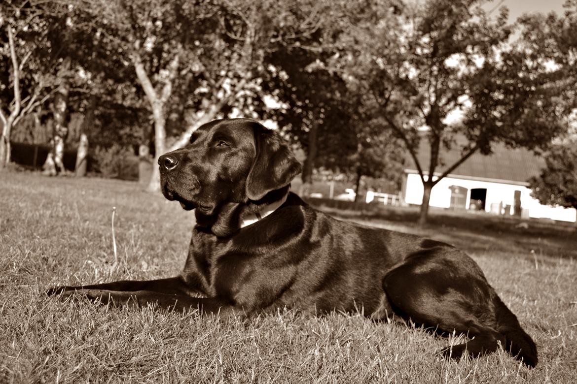 Labrador retriever Yellowstone Butler *DØD* billede 1