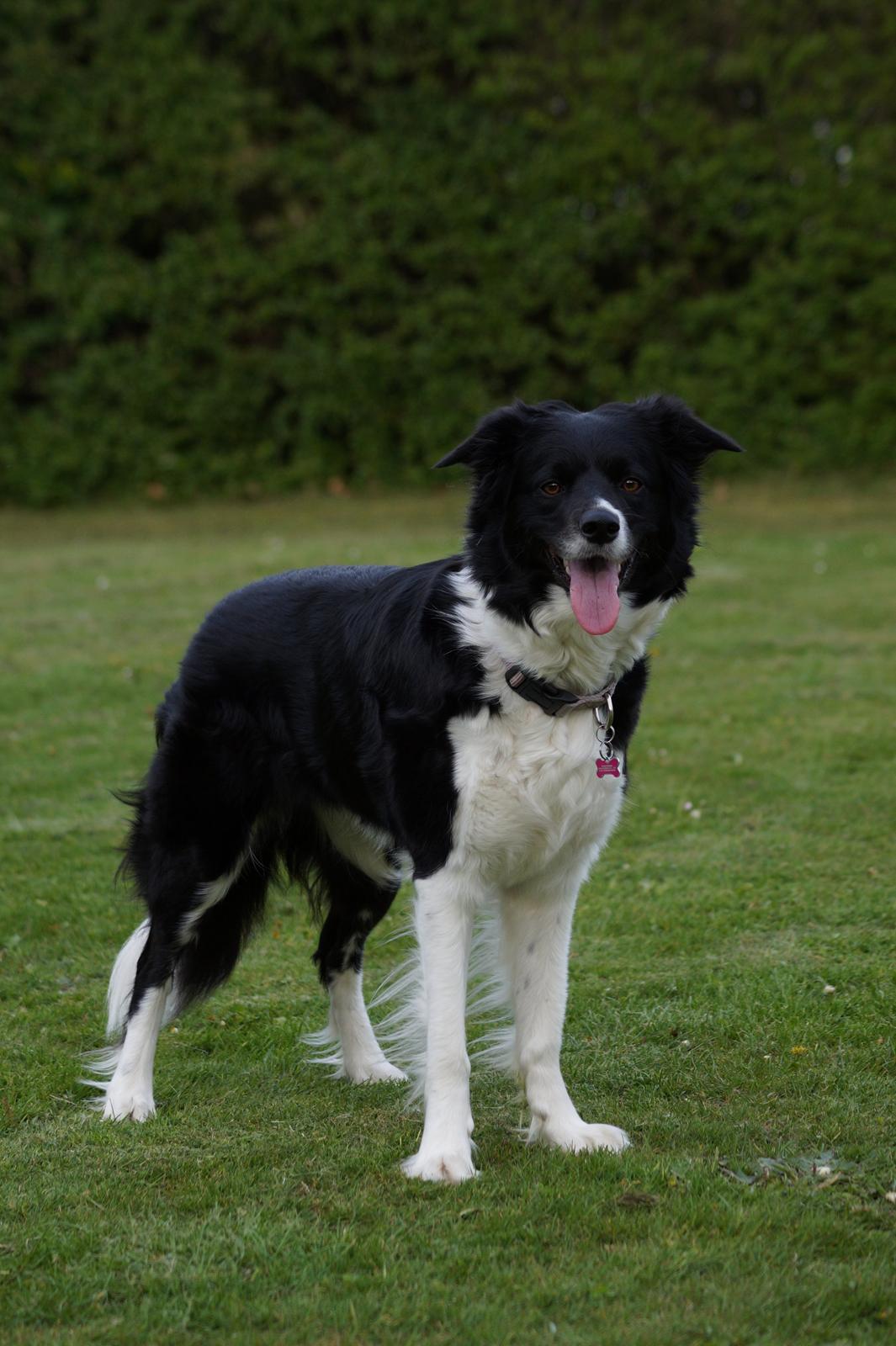 Border collie RBM RØM HTMF FS3 NW1 Danielssons Skyline Cassi - Cassi 3 år gammel billede 2