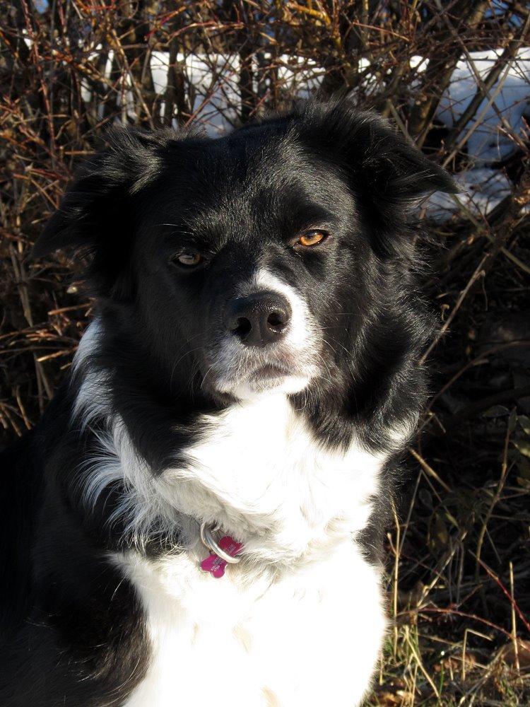 Border collie RBM RØM HTMF FS3 NW1 Danielssons Skyline Cassi - Smukke Prinsesse billede 13