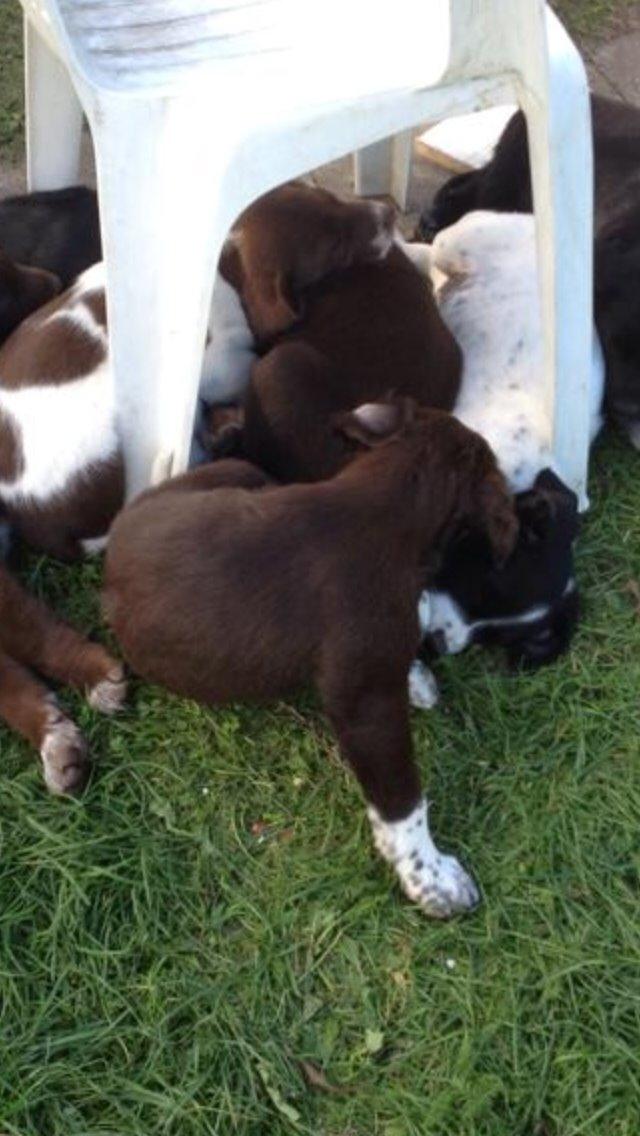 Blanding af racer Alex billede 7