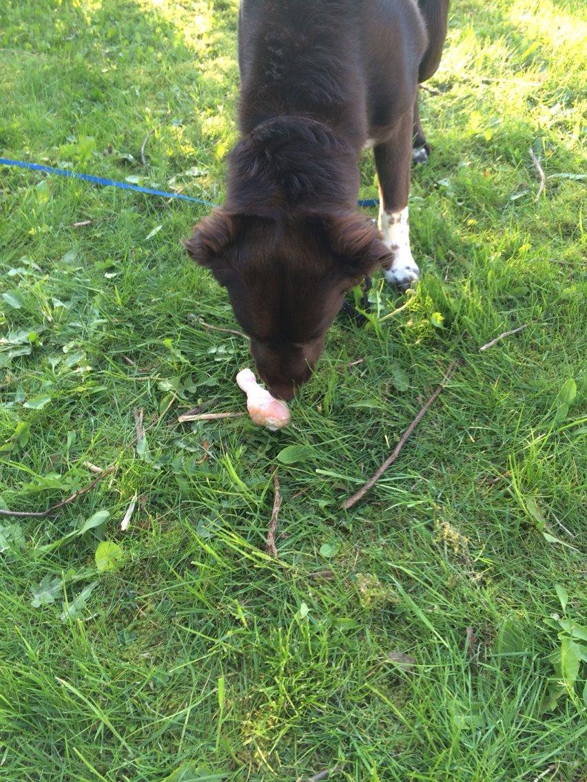 Blanding af racer Alex billede 10