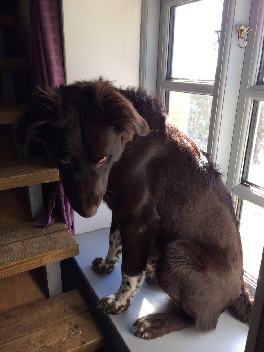 Blanding af racer Alex billede 11